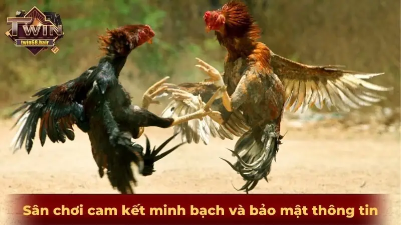 Đá gà TWIN68 - Trải nghiệm đá gà đẳng cấp nhất thế kỷ thứ 21 4 Sân chơi cam kết minh bạch và bảo mật thông tin